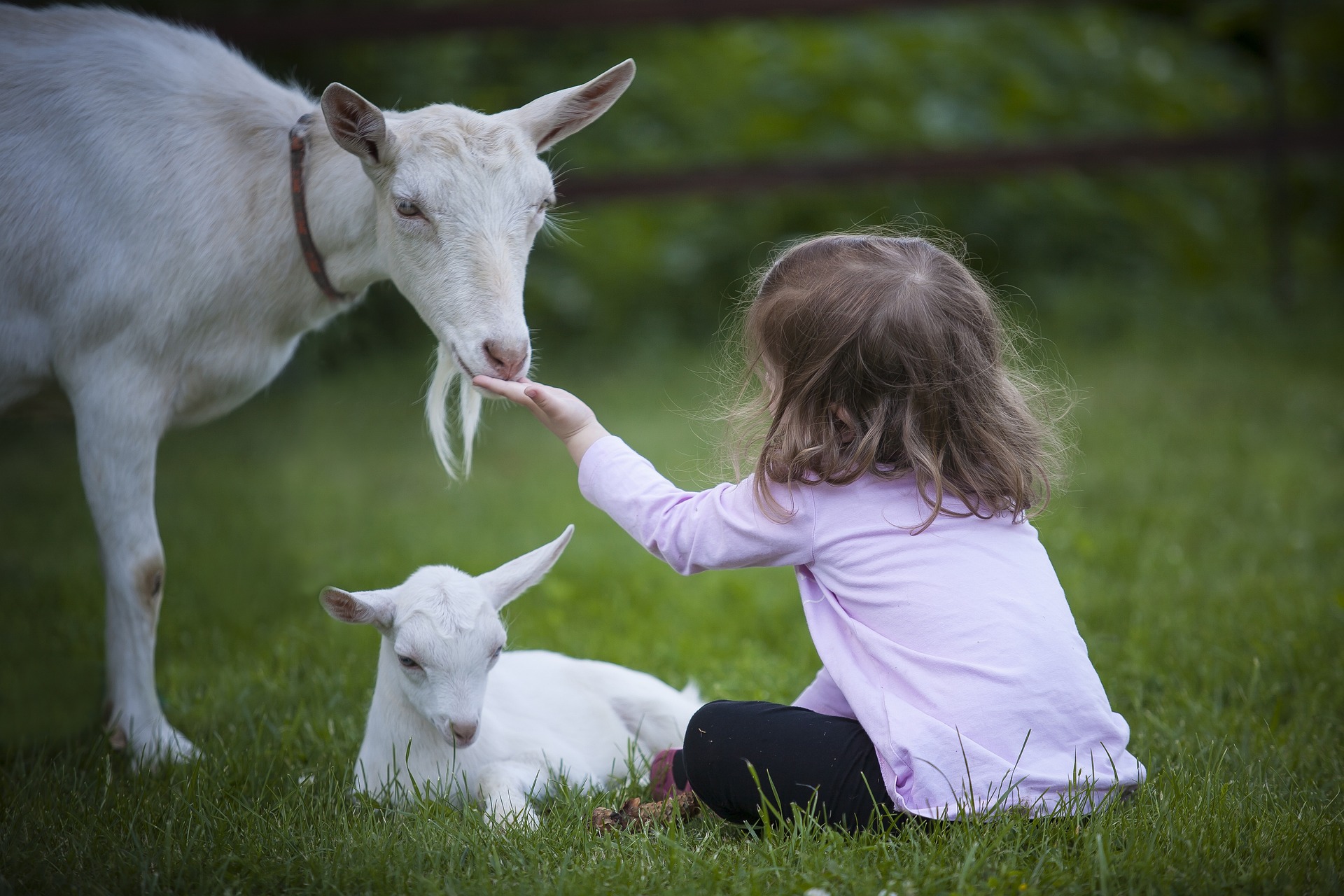 Child feeding a goat